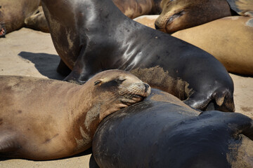 Sea Lions, funny and cute photos