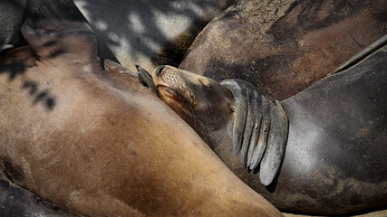 Sea Lions, funny and cute photos