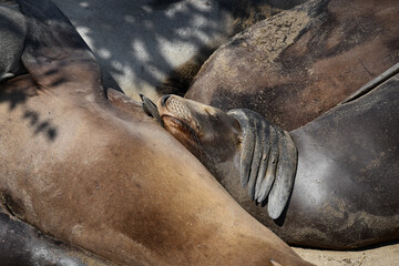 Sea Lions, funny and cute photos