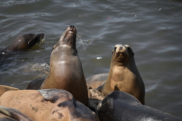 Sea Lions, funny and cute photos