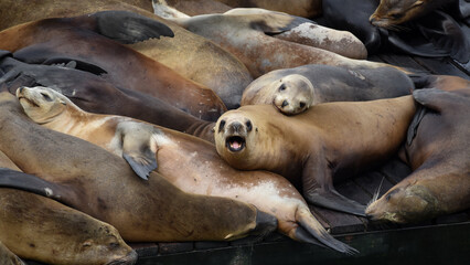 Sea Lions, funny and cute photos