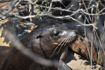 Sea Lions, funny and cute photos