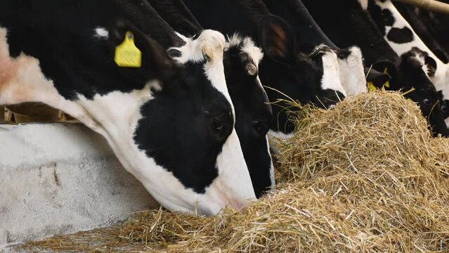 Many black and white Holstein cows eat hay on the farm. Milk production on the farm. Cattle breeding.