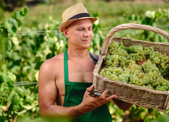 man with bunch of grapes in plantation winemaking