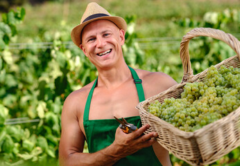man with bunch of grapes in plantation