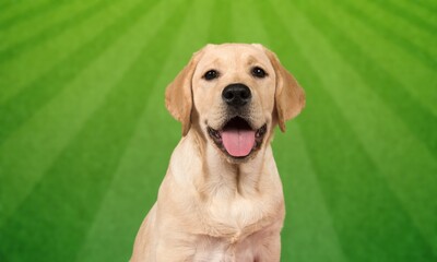 Beautiful smile Labrador Retriever and green background 
