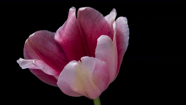 Timelapse of pink tulip flower blooming on black background,