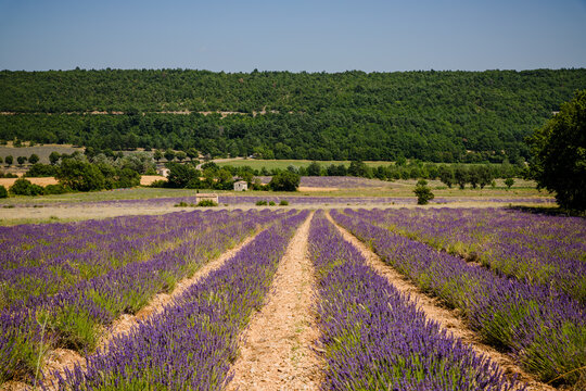 Champs de Lavandes à Sault en Provence