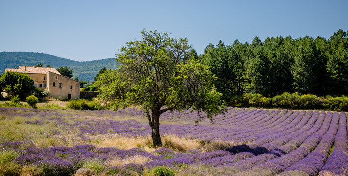 Champs de Lavandes &agrave; Aurel en Provence