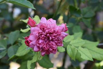Red rose cultivar of tea in different shades in the garden withering finishing touches at the end of summer.