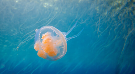 beautiful transparent jellyfish in the middle of the blue sea swimming with good lighting