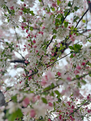 Spring tree in bloom 