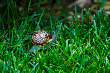 Snail having fun