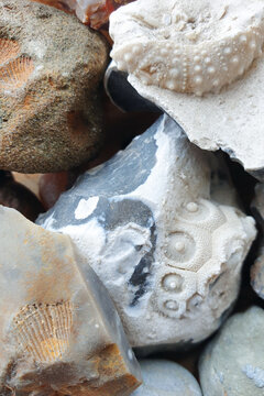 Fossilized sea urchin and shells