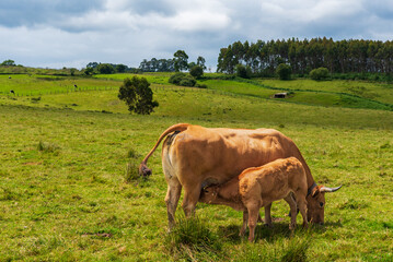 Calf suckling from its mother's udders in the pastures of Asturias, Spain.