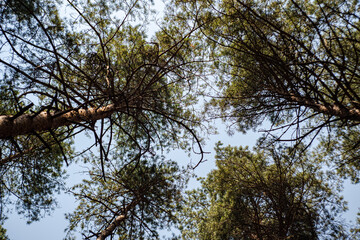 Wild forest landscape