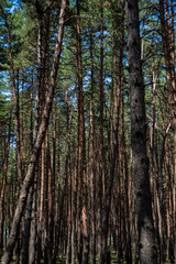 Obraz premium Wild forest landscape