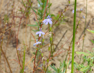 Lobelia kalmii (Kalm's Lobelia) Native North American Wetland Wildflower