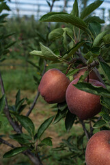 Ripe red apples in the garden