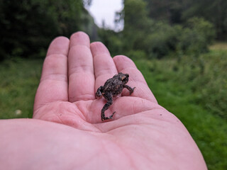Cropped hand holding a small frog