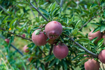 Ripe red apples in the garden