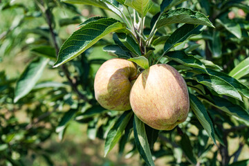 Granny Smith apple variety