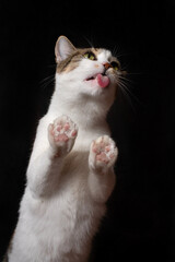 Portrait of a cat white with brown and black spots licking wet cat food from glass, standing on glass with paws, showing paw pads, vertical, isolate, paste text, studio light, black background