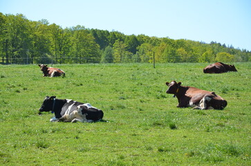 Cattles