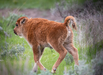 Bison calf running in a meadow