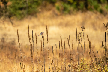 Obraz premium Western Bluebird in field 