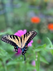 Swallowtail in the garden