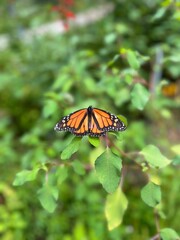 Monarch in the garden