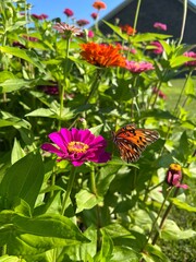 Butterfly in the zinnias