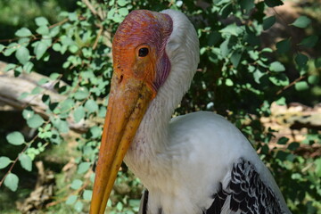 mycteria, zoo Zlin-Lesna