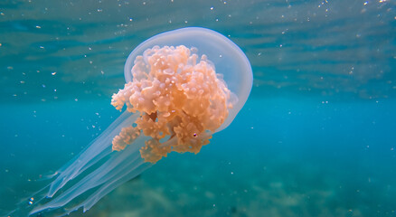 amazing illuminated Jellyfish moving through the water swimming in the depths with good lighting and high resolution