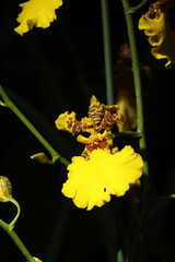 Dancing Lady orchid Oncidium or Gomesa Millenium Gold