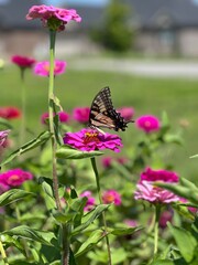 Fototapeta premium Swallowtail in the garden