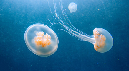 magnificent jellyfish swimming alone