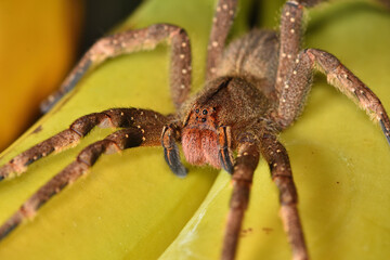 Closeup of the eyes of the infamous Brazilian wandering or banana spider Phoneutria nigriventer...