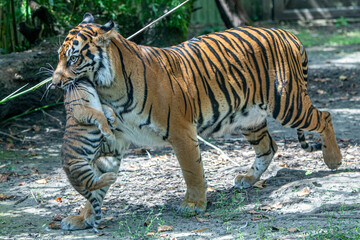 mother tiger carrying yer cub in her mouth