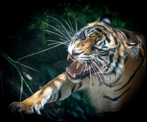 an angry tiger showing teeth and attacking