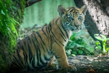 a young baby tiger cub sitting in the jungle