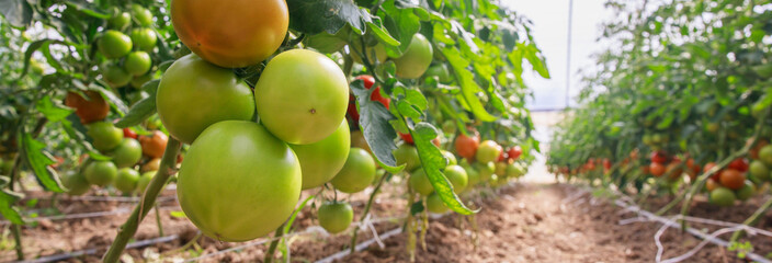 Fototapeta na wymiar A branch with ripening tomatoes