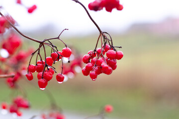 Viburnum bush with red wet berries in the fall