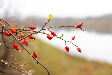 Rosehip branch with wet red berries by the river