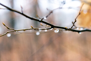 Wet tree branch with raindrops on a blurred background