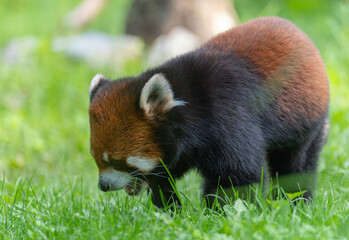 panda eating grass