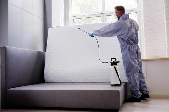 Pest Control Service. Bug Bed Treatment