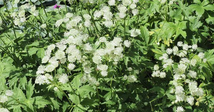 (Astrantia major) White Great masterworts flowers carpet pollinated by bees above dense carpet of green trilobed leaves trembling in the wind
