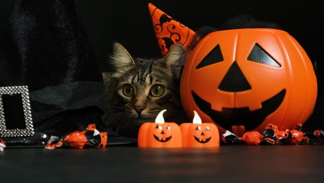 A beautiful fluffy cat celebrates Halloween among pumpkins, witch hats and candy on a black background